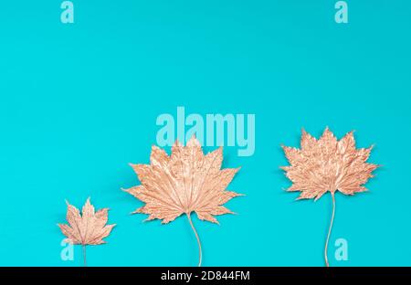 Sfondo turchese con foglie dorate di acero giapponese (Acer shirasawanum Aureum) qui sotto Foto Stock