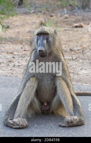 Divertente baboon chacma maschile seduto sulle mani, cercando di rimanere fuori dai guai nel Parco Nazionale Kruger, Sudafrica Foto Stock