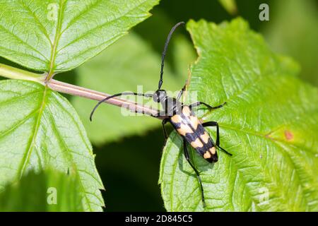 Vierbindiger Schmalbock, Halsbock, Schmal-Bock, Hals-Bock, Blütenbesuch, Leptura quadrifasciata, Strangalia quadrifasciata, Longhorn Beetl a quattro bande Foto Stock