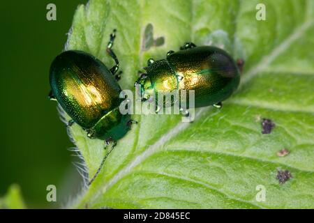 Minzeblattkäfer, Minze-Blattkäfer, Minzenblattkäfer, Minzen-Blattkäfer, Grüner Minzenblattkäfer, Grüner Minzenblatt-Käfer, Minzblattkäfer, Minz-Blattk Foto Stock