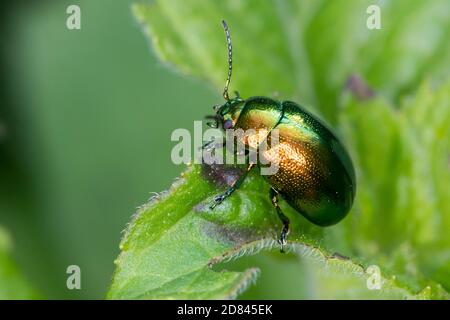 Minzeblattkäfer, Minze-Blattkäfer, Minzenblattkäfer, Minzen-Blattkäfer, Grüner Minzenblattkäfer, Grüner Minzenblatt-Käfer, Minzblattkäfer, Minz-Blattk Foto Stock