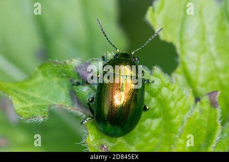 Minzeblattkäfer, Minze-Blattkäfer, Minzenblattkäfer, Minzen-Blattkäfer, Grüner Minzenblattkäfer, Grüner Minzenblatt-Käfer, Minzblattkäfer, Minz-Blattk Foto Stock