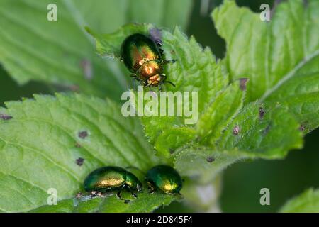 Minzeblattkäfer, Minze-Blattkäfer, Minzenblattkäfer, Minzen-Blattkäfer, Grüner Minzenblattkäfer, Grüner Minzenblatt-Käfer, Minzblattkäfer, Minz-Blattk Foto Stock