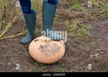 ragazzo che indossa jeans e stivali verdi wellington con un piede riposandosi su una deliziosa zucca d'arancia appena raccolta sul terra fuori in autunno Foto Stock