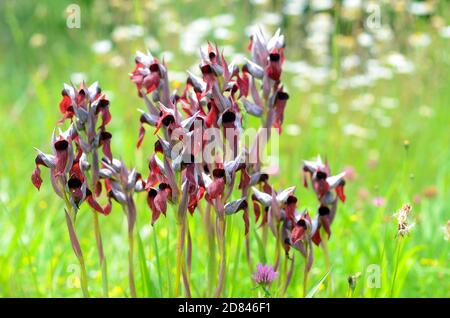 Serapias cordigera è una delicata orchidea selvatica che cresce prati Foto Stock