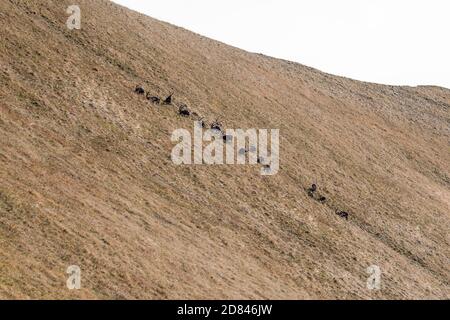 gruppo di stambecchi su un crinale delle alpi bernesi Foto Stock