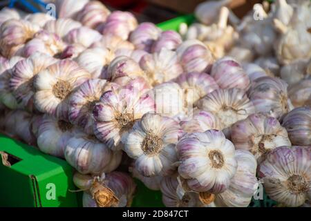 Aglio Rosso appeso sul mercato agricolo in stallo. Il bianco e il rosso porpora testine a colore, punte di radici, steli Foto Stock