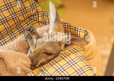 Primo piano del canguro orfano joey d'Australia. Foto Stock