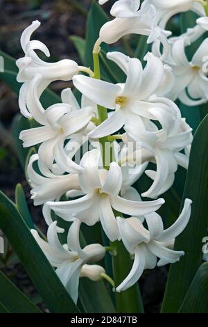Hyacinthus comune (Hyacinthus orientalis). Chiamato Giardino giacinto e olandese anche giacinto Foto Stock
