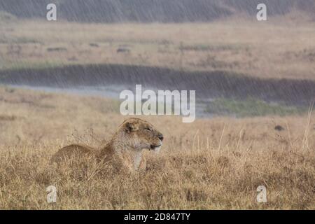 Lions sotto la pioggia nell'area di conservazione di Ngorongoro, Tanzania Foto Stock