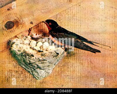 Lo swallow del fienile (Hirundo rustica [qui come Chelidon Erythrogaster]) è la specie più diffusa di swallow nel mondo.[2] è un uccello passerino distintivo con le parti superiori blu e una lunga, coda profondamente forked. Si trova in Europa, Asia, Africa e Americhe. From Birds : illustrato con fotografia a colori : una serie mensile. Conoscenza di Bird-LIFE Vol 1 n. 3 marzo 1897 Foto Stock