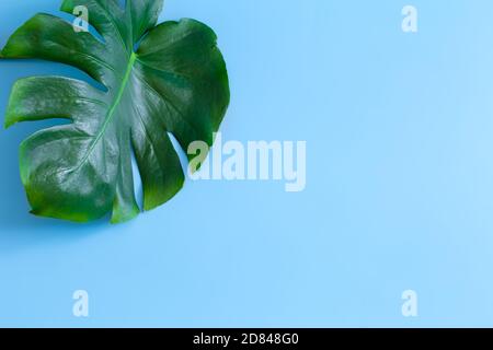 Una vera foglia di Monstera su uno sfondo colorato. Disposizione piatta e vista dall'alto. Foto Stock