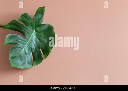 Una vera foglia di Monstera su uno sfondo colorato. Disposizione piatta e vista dall'alto. Foto Stock