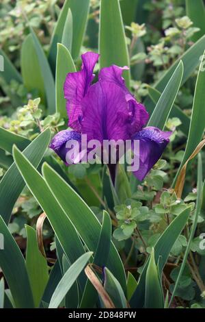 Nana aride aridata (Iris pumila). Chiamato anche Pygmy iris Foto Stock