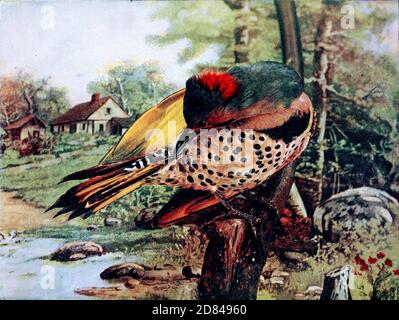 Il flicker settentrionale (Colaptes auratus) o flicker comune è un uccello di medie dimensioni della famiglia dei picchetti. È originario della maggior parte del Nord America, di alcune parti dell'America Centrale, di Cuba e delle Isole Cayman, ed è una delle poche specie di picchio che migrano. From Birds : illustrato con fotografia a colori : una serie mensile. Conoscenza di Bird-LIFE Vol 1 n. 3 marzo 1897 Foto Stock