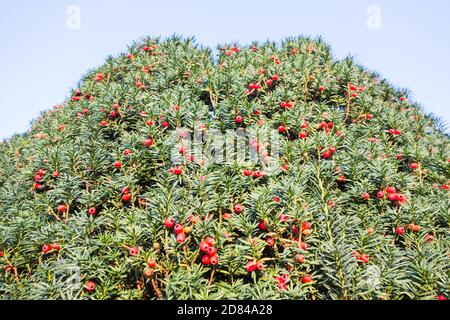 Closeup di berries (arils) di Yew rosso, carnoso su un tasso comune (Taxus baccata) Foto Stock