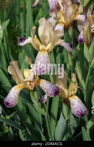 Iris dolce variegato (Iris [Iris] variegata). Chiamato anche Iris ungherese Foto Stock