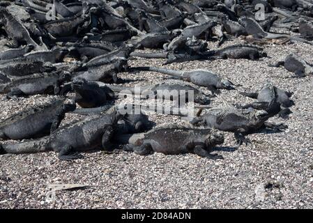 Un'enorme colonia di iguana marina sulla costa rocciosa di lava di Punta Espinoza su Fernandina nell'Arcipelago delle Galapagos. Foto Stock