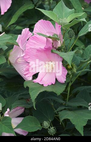 Mallow di rosa (Hibiscus moscheutos). Chiamato Swamp Rose-mallow, Crimsoneyed rosemallow e Rosemallow orientale anche Foto Stock