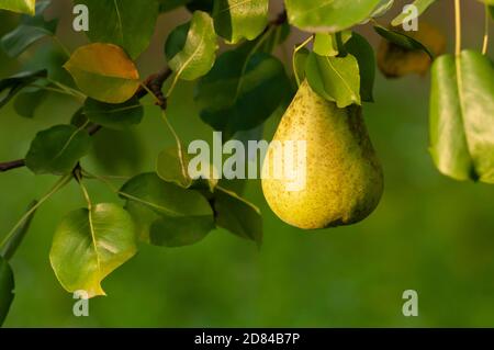 Pera singola su un ramo di albero con foglie verdi su sfondo verde nella stagione autunnale. Messa a fuoco selettiva sulle pere. Foto Stock