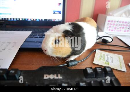 Guinea Pig su una scrivania accanto a un computer portatile nel Regno Unito. Lavorare da casa. Foto Stock