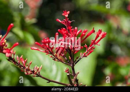 Sydney Australia, fiori rossi di un arbusto di odontonema callistachyum Foto Stock
