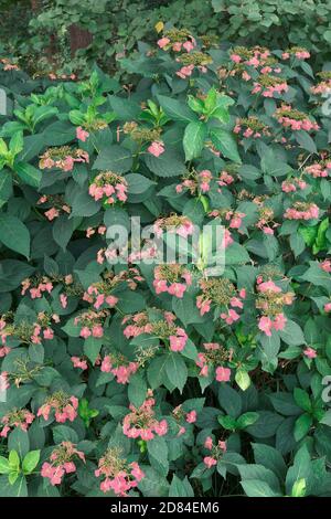 Bigleaf ortensia (Hydrangea macrophylla). Chiamato il francese hydrangea, Lacecap hydrangea, Mophead hydrangea, Penny mac e Hortensia anche. Foto Stock