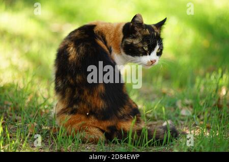 Gattino tricolore seduto nel giardino estivo sull'erba verde. Foto Stock