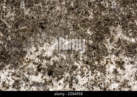 Una parete intonacata di muschio senza muffa Foto Stock