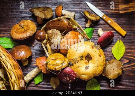 diversi tipi di funghi selvatici raccolti solo sulla tavola Foto Stock