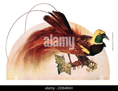 Maschio uccello di paradiso rosso (Paradisaea rubra, anche cendrawasih merah) da Uccelli : illustrato da fotografia a colori : una serie mensile. Conoscenza di Bird-Life vol 1 n. 1 gennaio 1897 Foto Stock