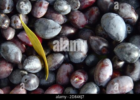 Olive raccolte vicino alla città di Agiokambos nella regione della Tessaglia, Grecia. Foto Stock