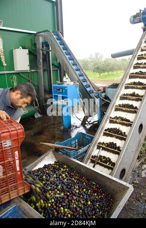 Olive caricate sulla tramoggia della pressa e poi sul nastro trasportatore all'esterno del frantoio nella periferia della città di Tyrnavos nella regione della Tessaglia, Grecia, Decemba Foto Stock
