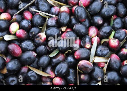 Olive raccolte vicino alla città di Agiokambos nella regione della Tessaglia, Grecia. Foto Stock