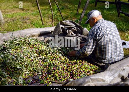 Olive raccolte presso la città di Agiokampos nella regione della Tessaglia, Grecia, 1 dicembre 2010. Foto Stock