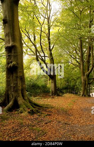 Legno di faggio, Gnoll Estate, Neath, Neath Port Talbot, Galles del Sud. Foto Stock