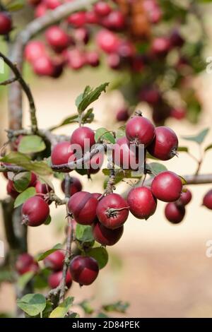 Malus 'Harry Baker. Mela di granchio 'Harry Baker'. Frutta rossa scura che cresce sull'albero Foto Stock