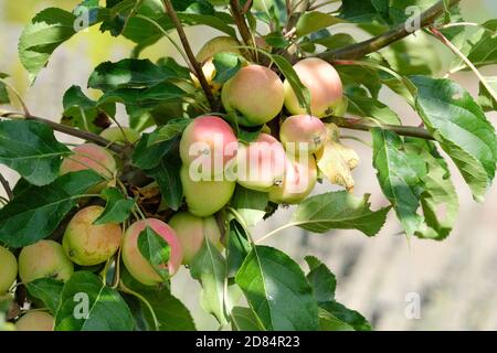 Malus "Jelly King". Malus 'Mattfru'. Mela granchio 'Jelly King'. Frutta che cresce su un albero Foto Stock