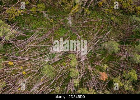 Una foresta parzialmente morta di abete rosso a causa di alberi rotti e. La siccità nel cuore dell'Europa Foto Stock