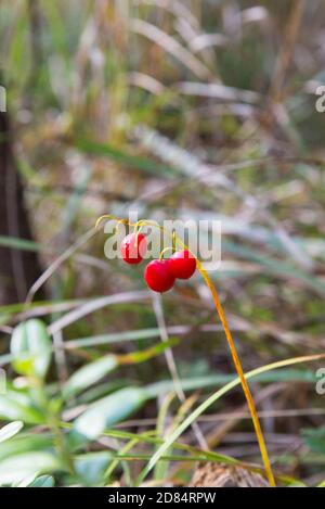 Macro del Giglio della valle, Convallaria majalis, alberi di bacche rosse su un unico ramo sullo sfondo di una foresta verde in autunno. Foto Stock