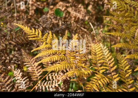 Foglia di felce giallastra su sfondo sfocato. Foglia di felce secca nella foresta. Autunno sfondo tropicale. Foto Stock