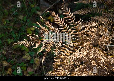 Foglia di felce giallastra su sfondo sfocato. Foglia di felce secca nella foresta. Autunno sfondo tropicale. Foto Stock