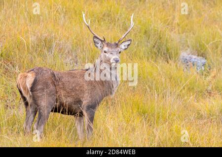Cervi rossi (Cervus elaphus) Attraverso l'erba lunga in autunno a Glen Etive Scozia Foto Stock