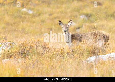Cervi rossi nasceranno l'erba con i colori autunnali a Glen Etive, Scozia Foto Stock