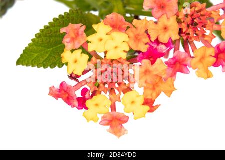 Lantana camara sanguinea, famiglia Verbenaceae. E' una pianta da giardino mediterranea molto apprezzata per la quantità di fiori che ci offre e per il Foto Stock