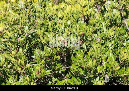 Il lentisco di Pistacia L, comunemente noto come lentisco o mastice, è un arbusto sempreverde dioecioso o un piccolo albero del genere Pistacia, che cresce fino a 4 m di altezza Foto Stock