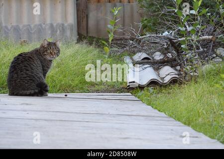 Tabby Cat seduto all'esterno Foto Stock
