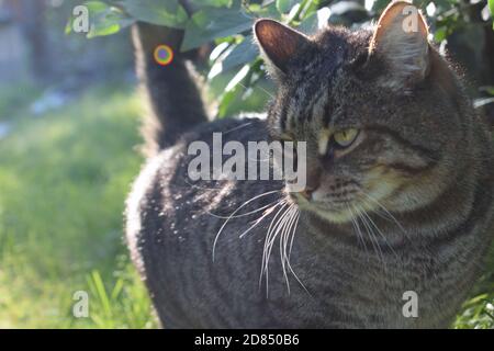 Cute Tabby Cat esplorando all'aperto in un giorno di sole Foto Stock