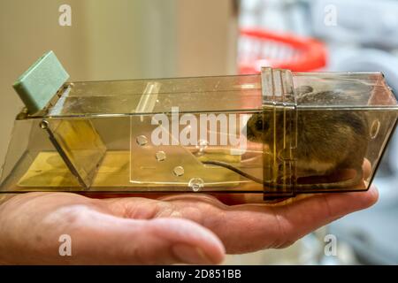 Topo di campo o topo di legno, Apodemus sylvaticus, catturato in trappola umana del topo. Foto Stock