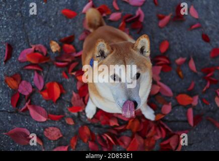 L'adorabile Shiba con la lingua fuori si siede sulle foglie cadenti colorate dell'autunno durante la stagione autunnale. Lo Shiba Inu è una razza giapponese. Foto Stock